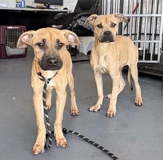Enlarge Winnie & Sara, a Adopted mixed breed in Naperville, IL image 2/5