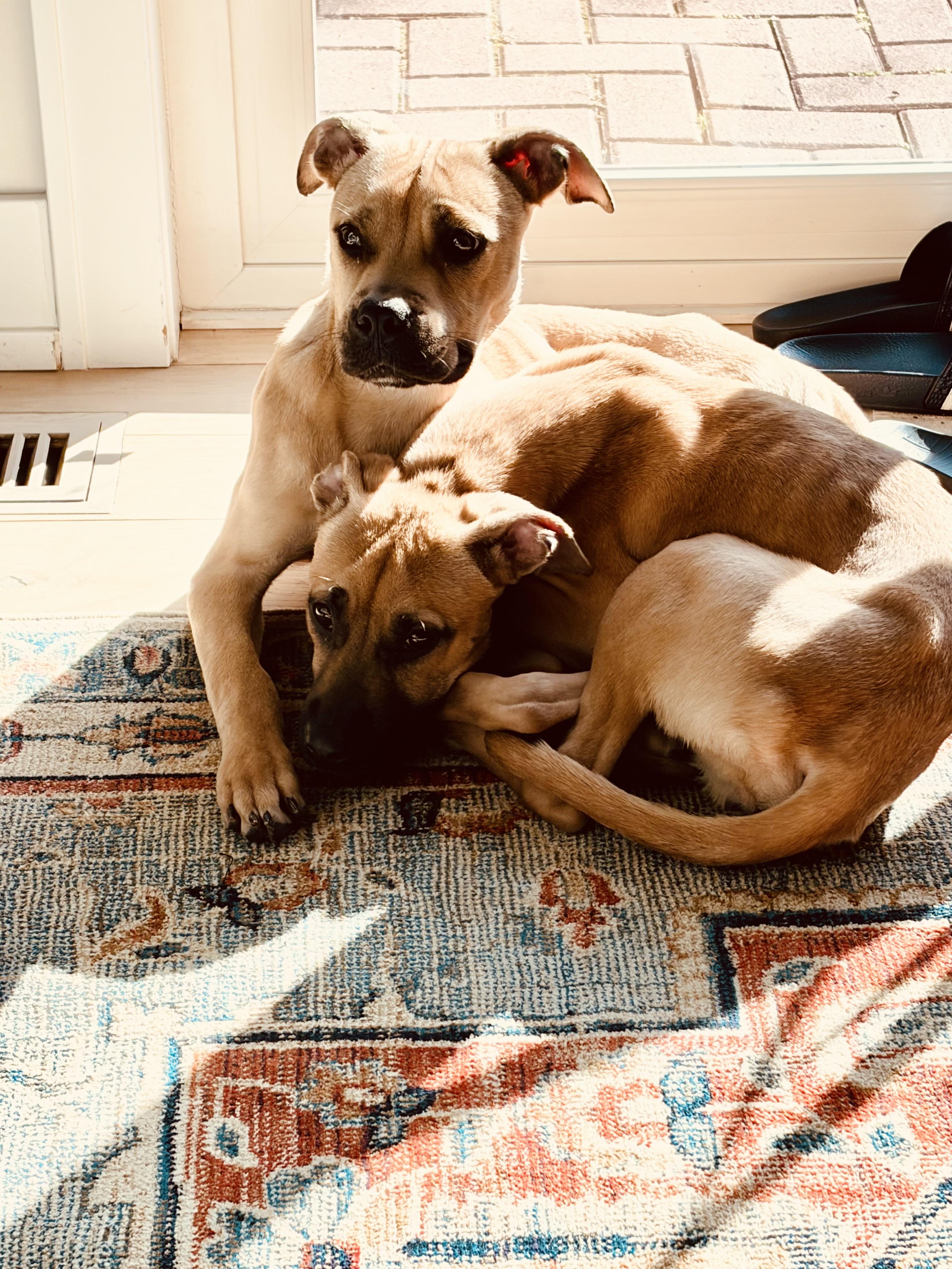 Winnie & Sara, Adopted, Puppy Female Black Mouth Cur & Boxer.