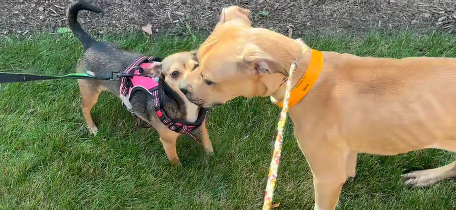Enlarge Winnie & Sara, a Adopted mixed breed in Naperville, IL video 5/5