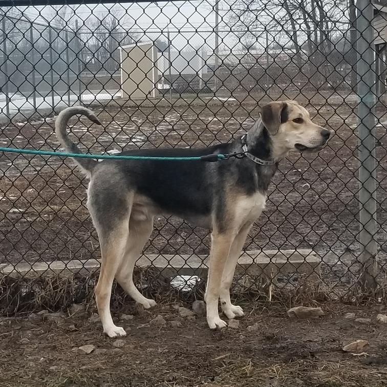 Enlarge Max, a Adoptable mixed breed in Jasper, IN image 2/4