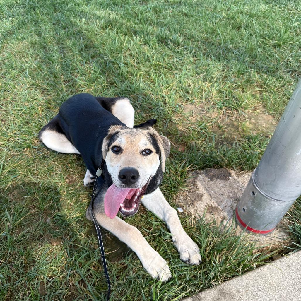 Enlarge Max, a Adoptable mixed breed in Jasper, IN image 3/4