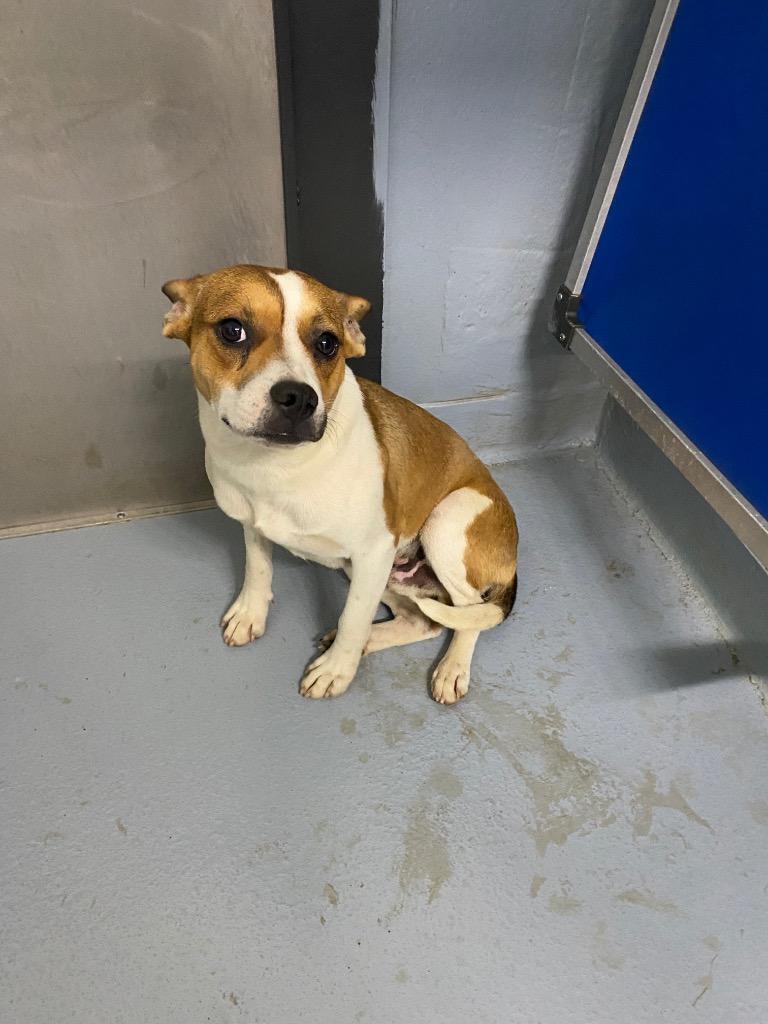 Enlarge Chicken, a Adoptable mixed breed in Cartersville , GA image 1/1
