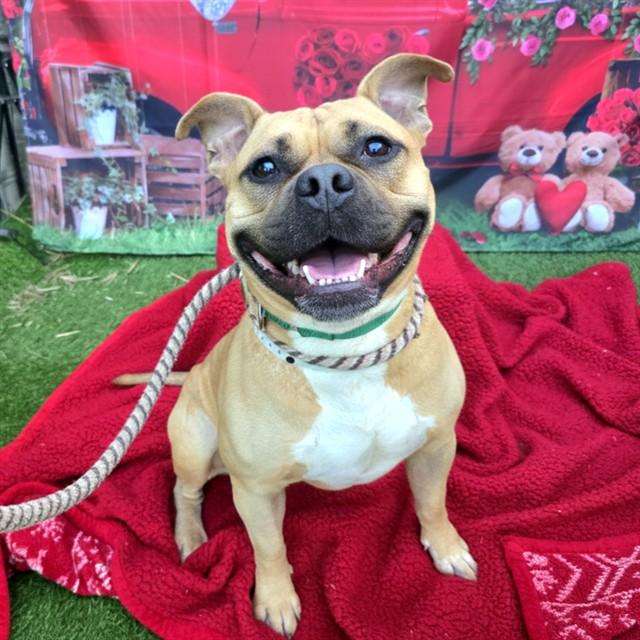 Enlarge LUCIANO, a Adoptable mixed breed in Long Beach, CA image 1/1