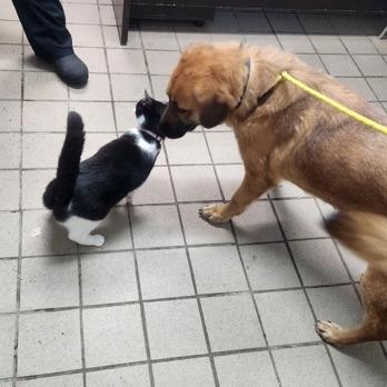 Bon Bon, Adoptable, Adult Female Yellow Labrador Retriever & Basset Hound.