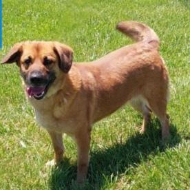 Enlarge Bon Bon, a Adoptable mixed breed in Erie, PA image 2/4