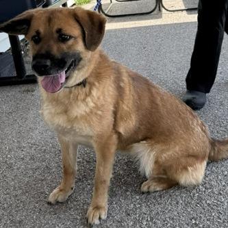 Enlarge Bon Bon, a Adoptable mixed breed in Erie, PA image 3/4