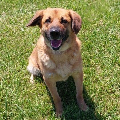 Enlarge Bon Bon, a Adoptable mixed breed in Erie, PA image 4/4