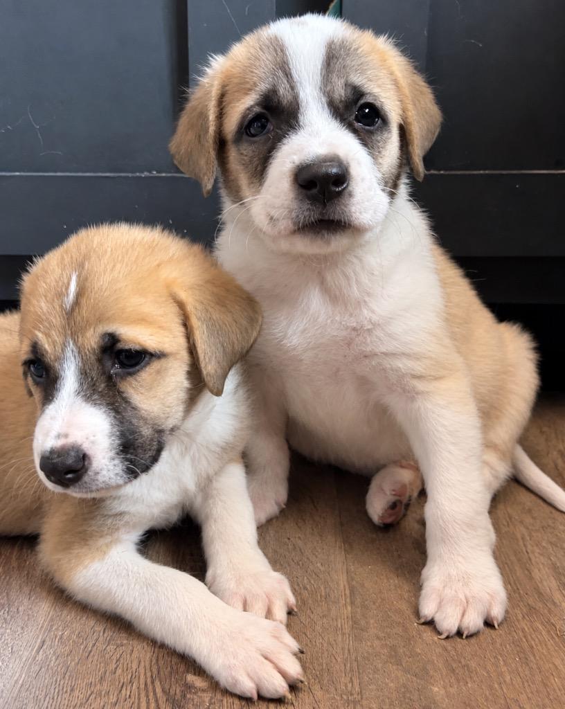 Cotton Candy, Adoptable, Puppy Female Great Pyrenees & Anatolian Shepherd.