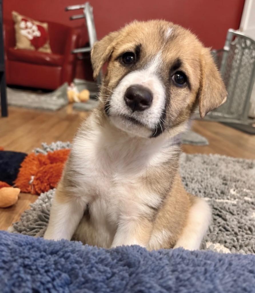Enlarge Cotton Candy, a Adoptable mixed breed in Princeton, MA image 2/6