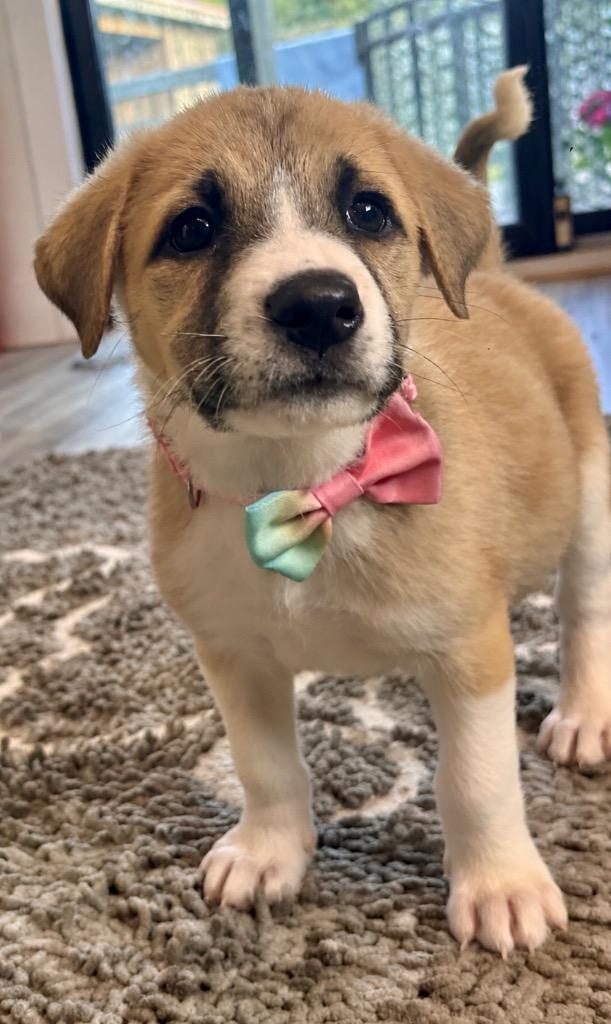 Enlarge Cotton Candy, a Adoptable mixed breed in Princeton, MA image 4/6