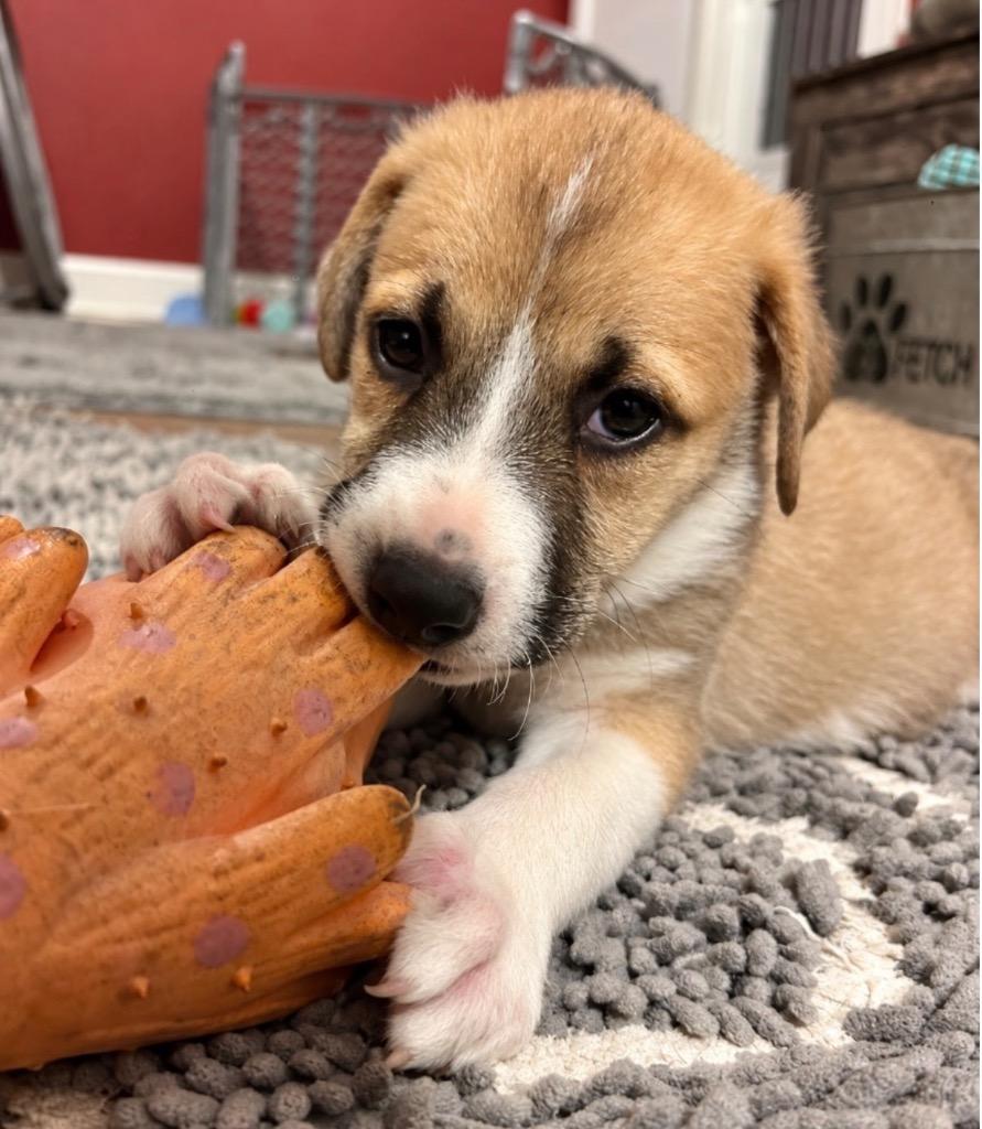 Enlarge Cotton Candy, a Adoptable mixed breed in Princeton, MA image 5/6