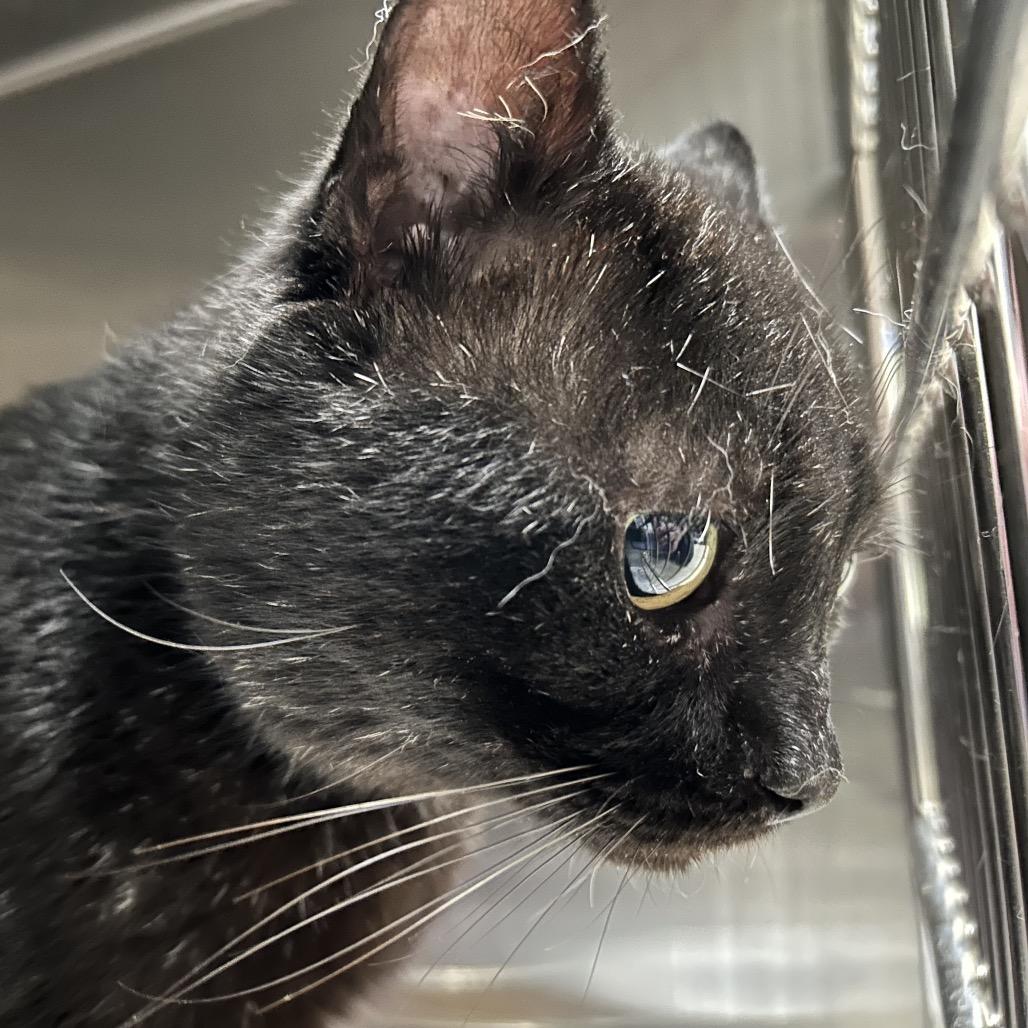 Buddy Boy, Adoptable, Adult Male American Shorthair.