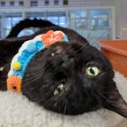 Enlarge Buddy Boy, a Adoptable American Shorthair in Webster, TX image 2/3