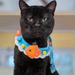 Enlarge Buddy Boy, a Adoptable American Shorthair in Webster, TX image 3/3