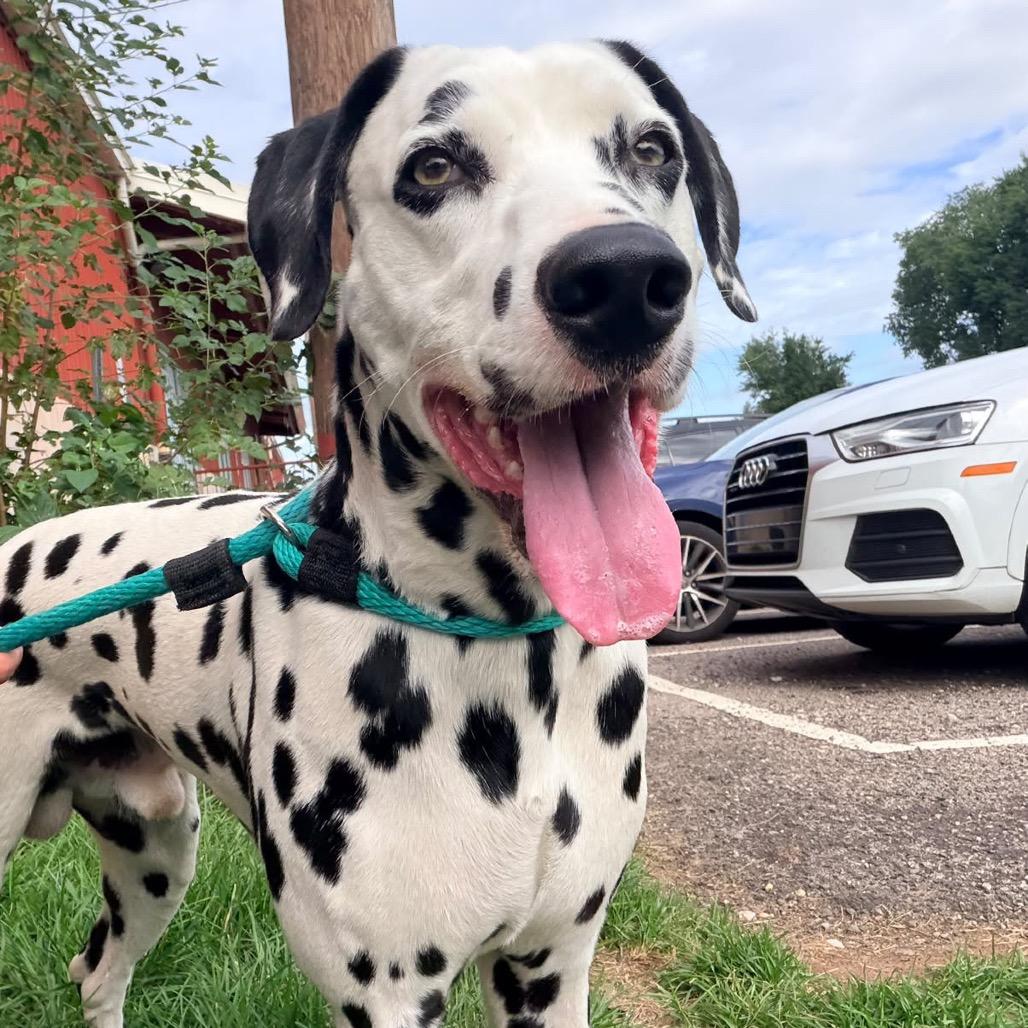 Enlarge Dezzi, a Adoptable Dalmatian in Philadelphia, PA image 1/5