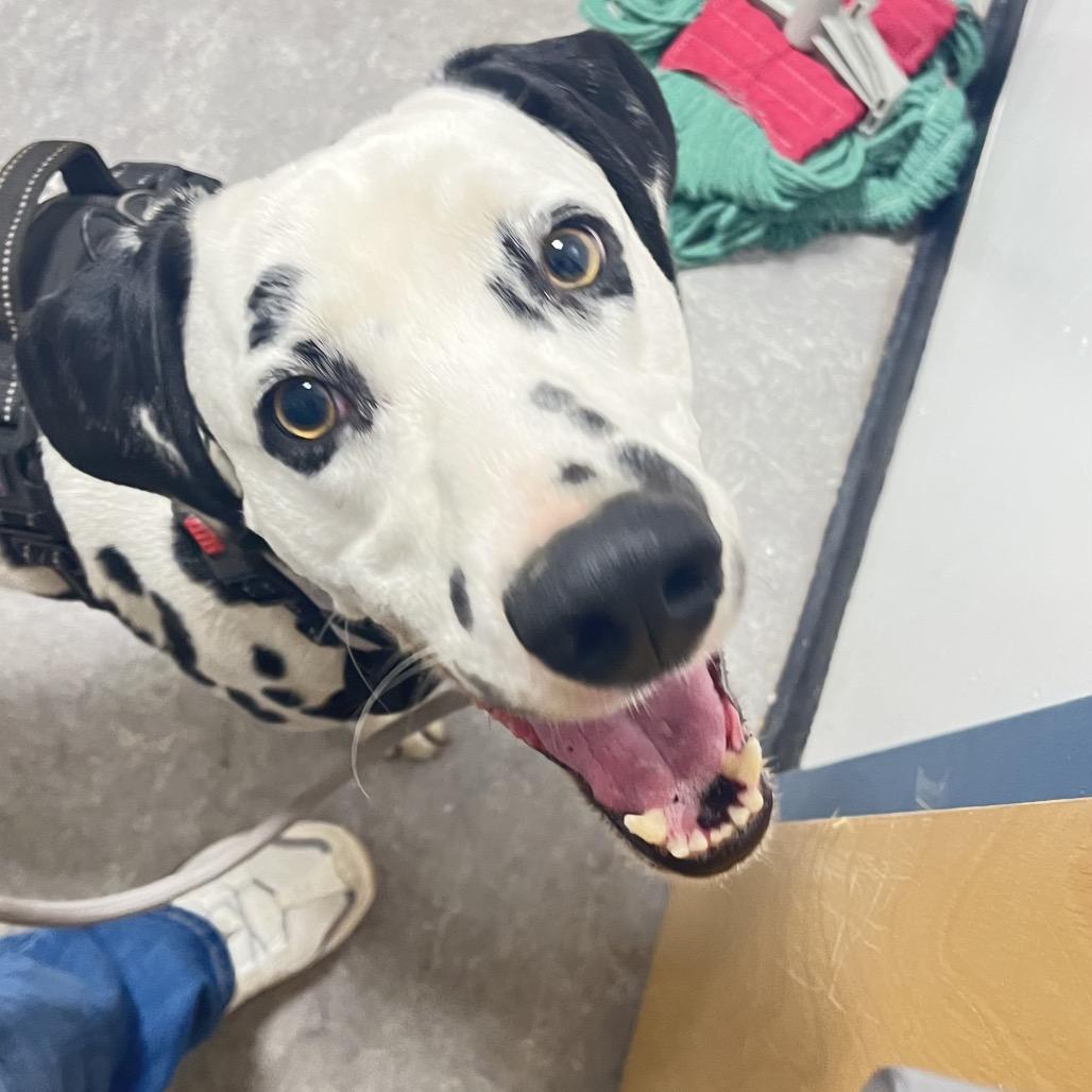 Enlarge Dezzi, a Adoptable Dalmatian in Philadelphia, PA image 3/5