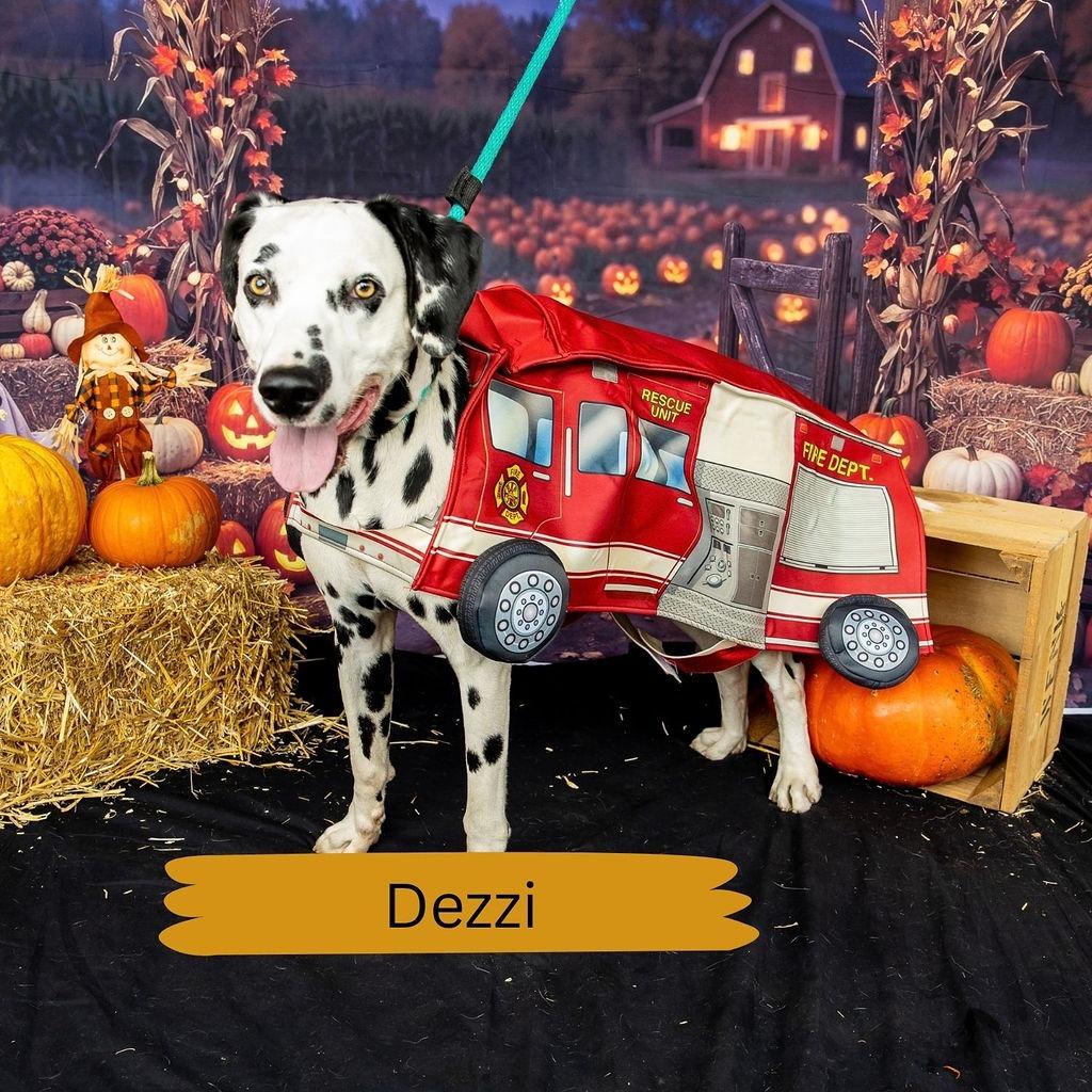 Enlarge Dezzi, a Adoptable Dalmatian in Philadelphia, PA image 4/5