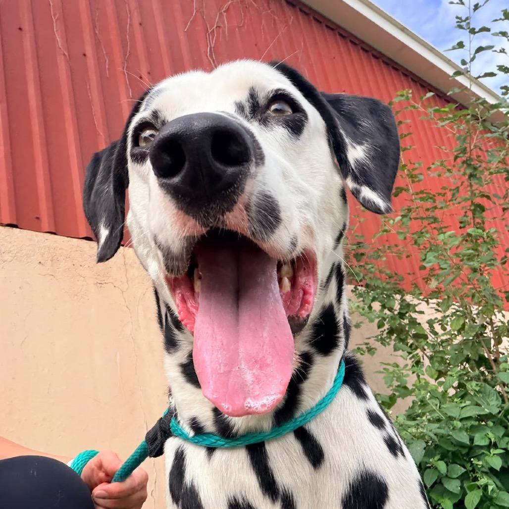 Enlarge Dezzi, a Adoptable Dalmatian in Philadelphia, PA image 5/5