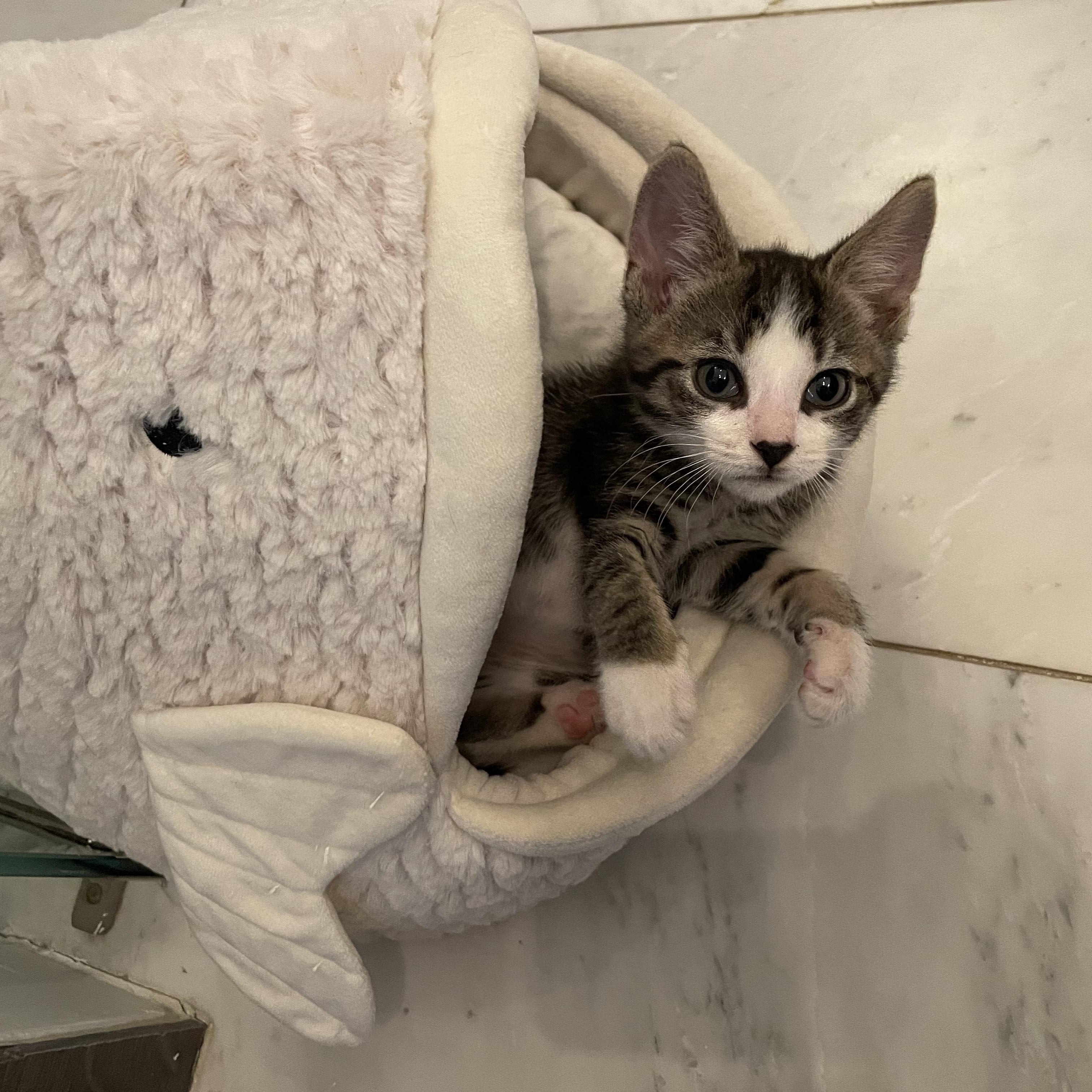 Enlarge Yosemite, an adopted Domestic Short Hair in Haddon Heights, NJ image 3/6