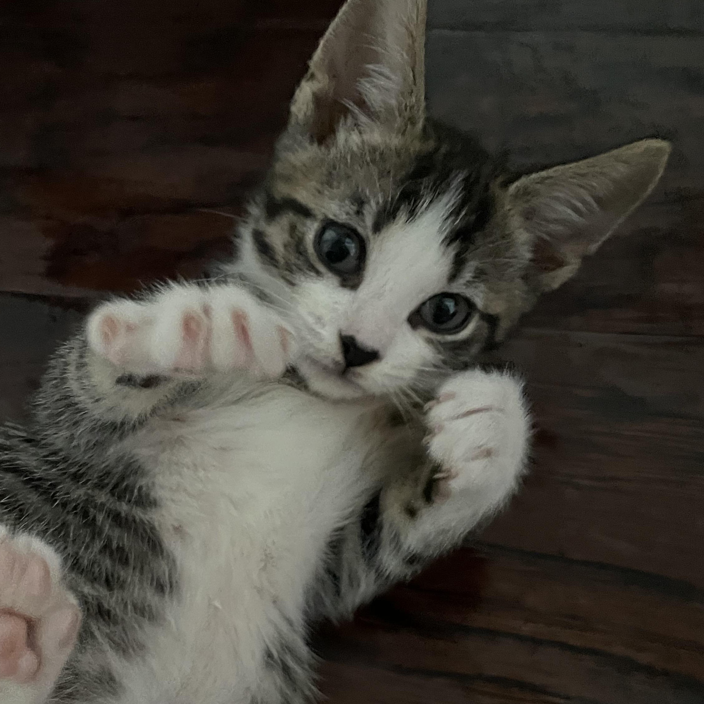 Enlarge Yosemite, an adopted Domestic Short Hair in Haddon Heights, NJ image 5/6