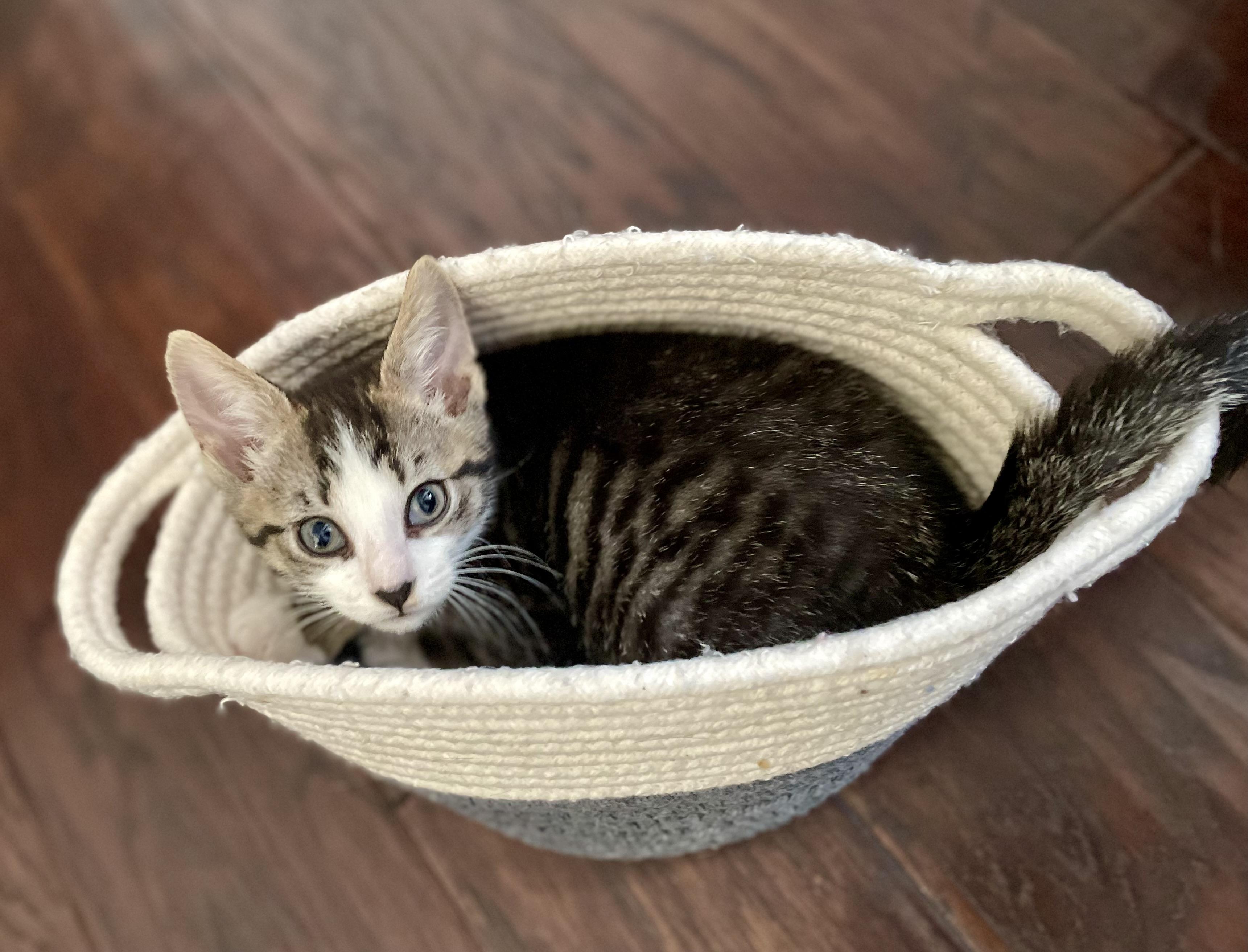 Enlarge Yosemite, an adopted Domestic Short Hair in Haddon Heights, NJ image 6/6