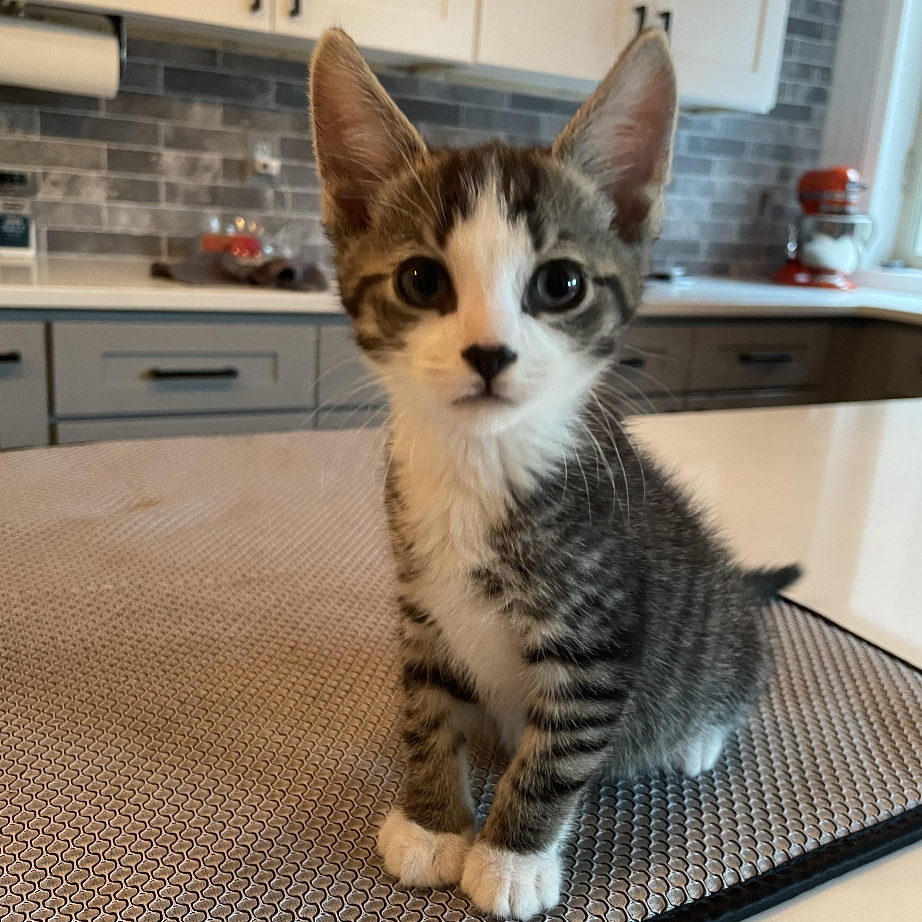 Enlarge Yosemite, an adopted Domestic Short Hair in Haddon Heights, NJ image 2/6