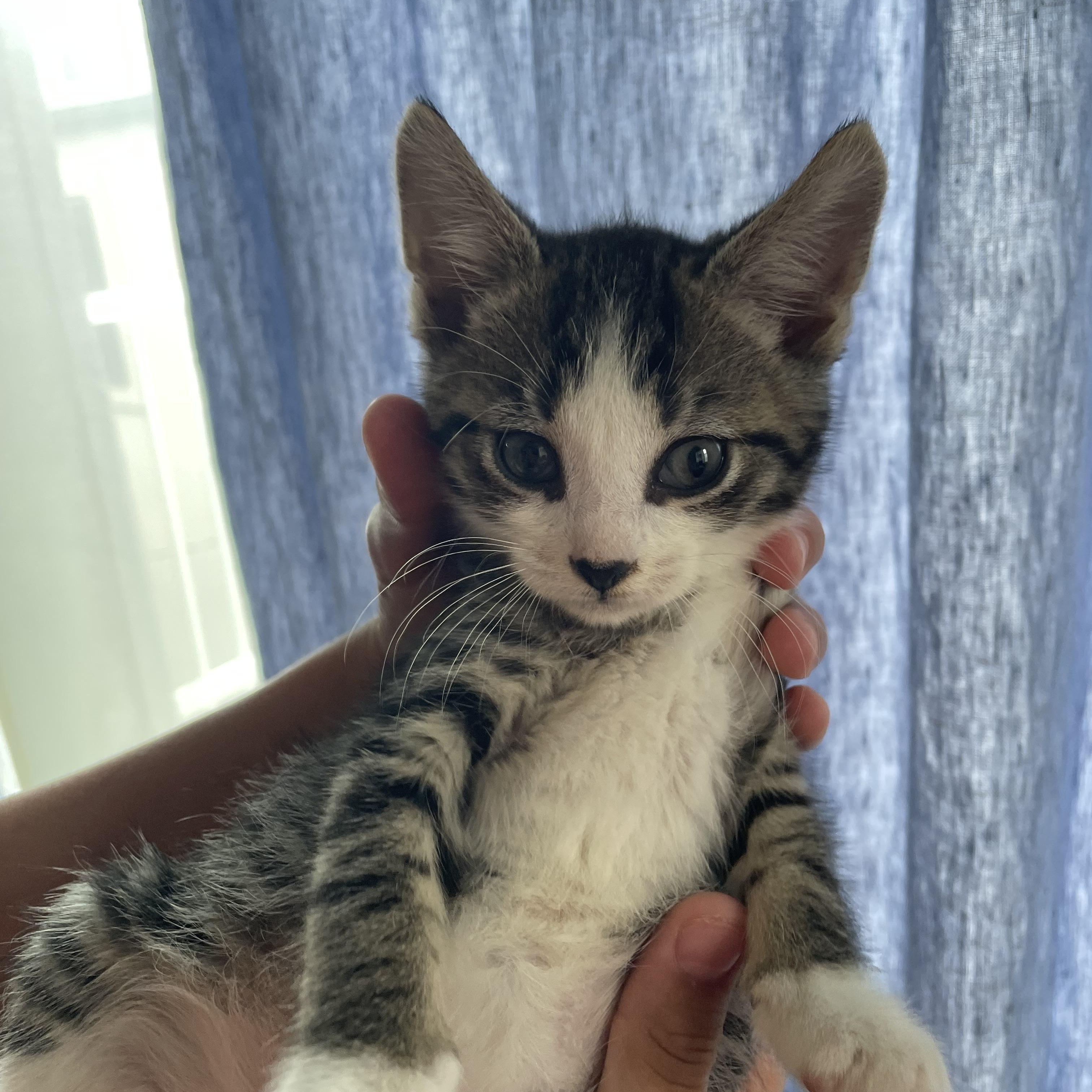 Enlarge Yosemite, an adopted Domestic Short Hair in Haddon Heights, NJ image 4/6