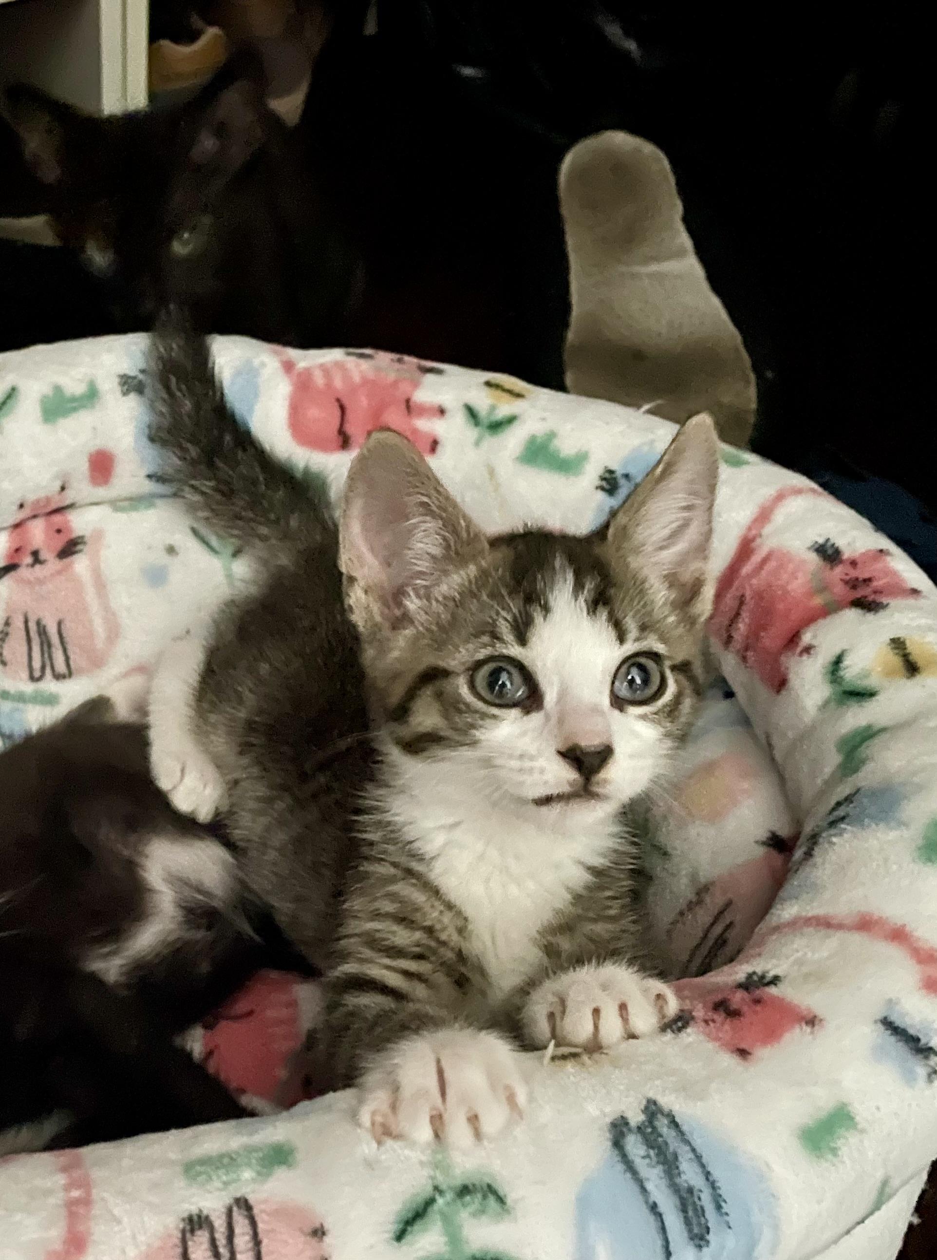 Yosemite, adopted, Kitten Male Domestic Short Hair.