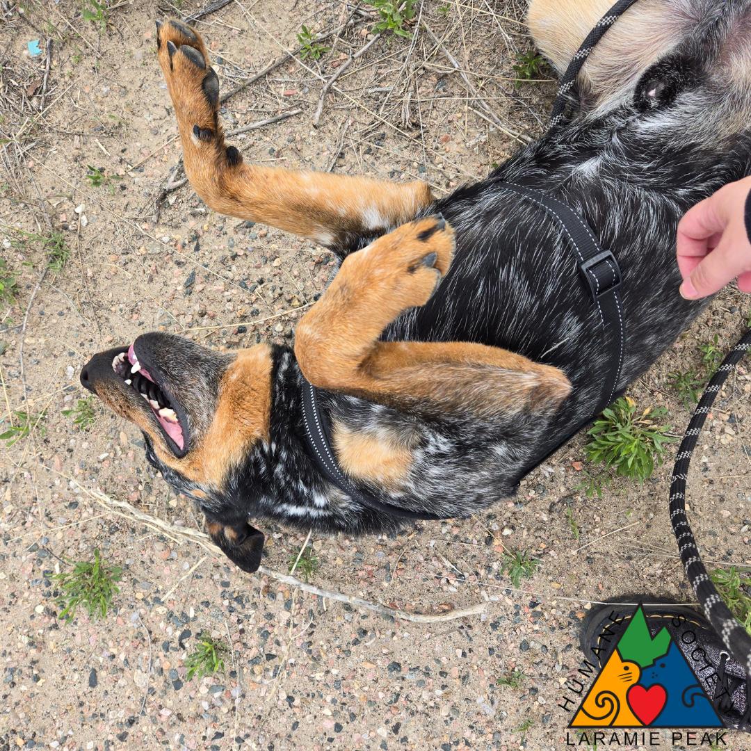Blaze, an adoptable Australian Cattle Dog / Blue Heeler in Douglas, WY, 82633 | Photo Image 2
