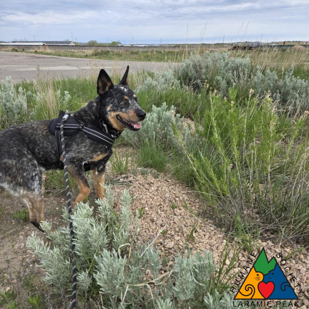 Blaze, an adoptable Australian Cattle Dog / Blue Heeler in Douglas, WY, 82633 | Photo Image 4