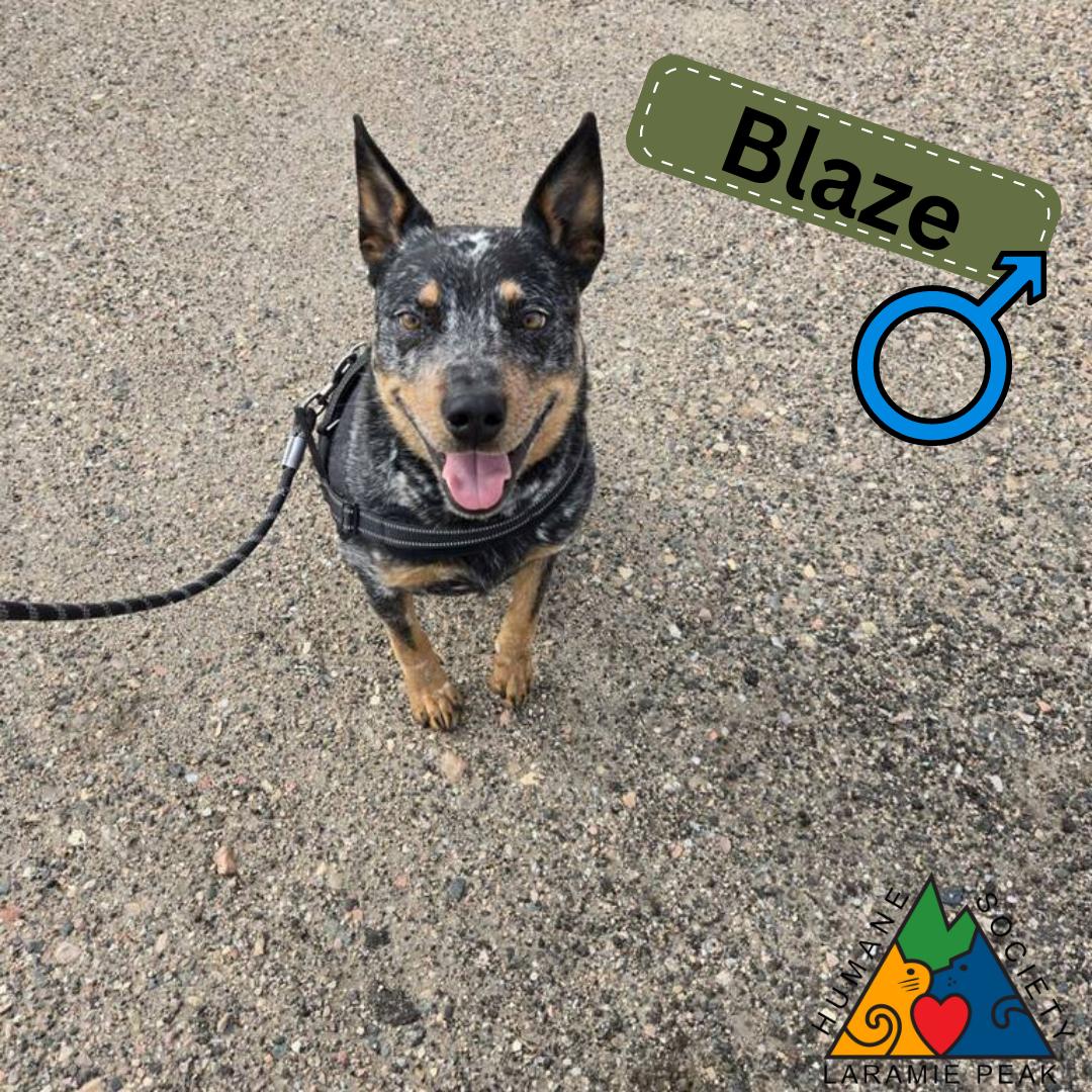Blaze, an adoptable Australian Cattle Dog / Blue Heeler in Douglas, WY, 82633 | Photo Image 1
