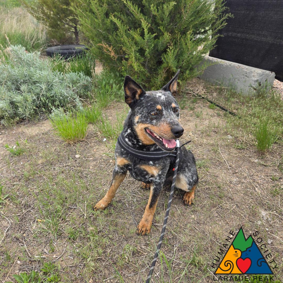 Blaze, an adoptable Australian Cattle Dog / Blue Heeler in Douglas, WY, 82633 | Photo Image 3