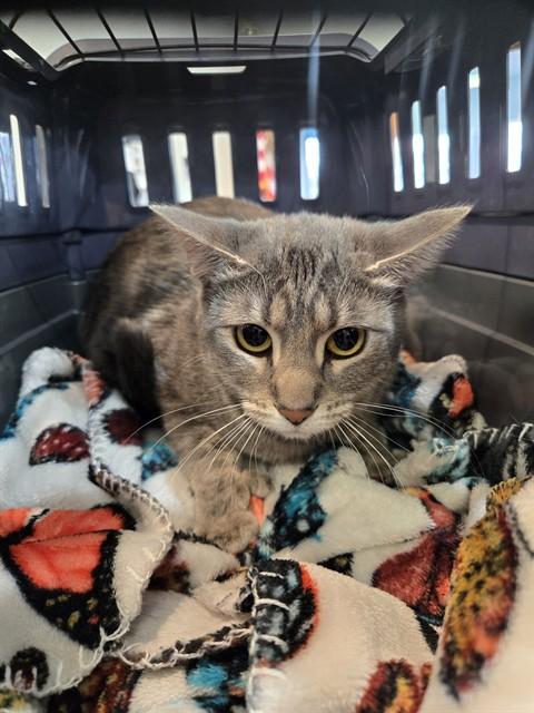 CLARABELL, Adoptable, Young Female Domestic Short Hair.