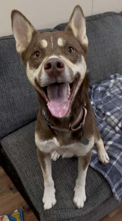 Enlarge KODIAK, a Adoptable mixed breed in Savannah, GA image 1/2
