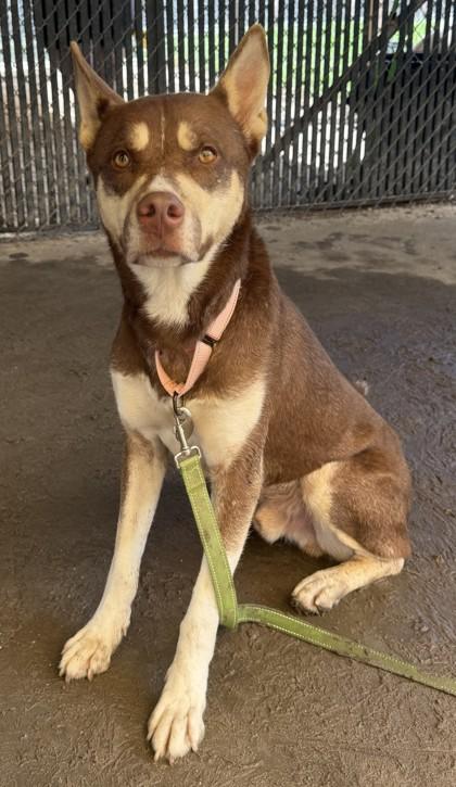 Enlarge KODIAK, a Adoptable mixed breed in Savannah, GA image 2/2