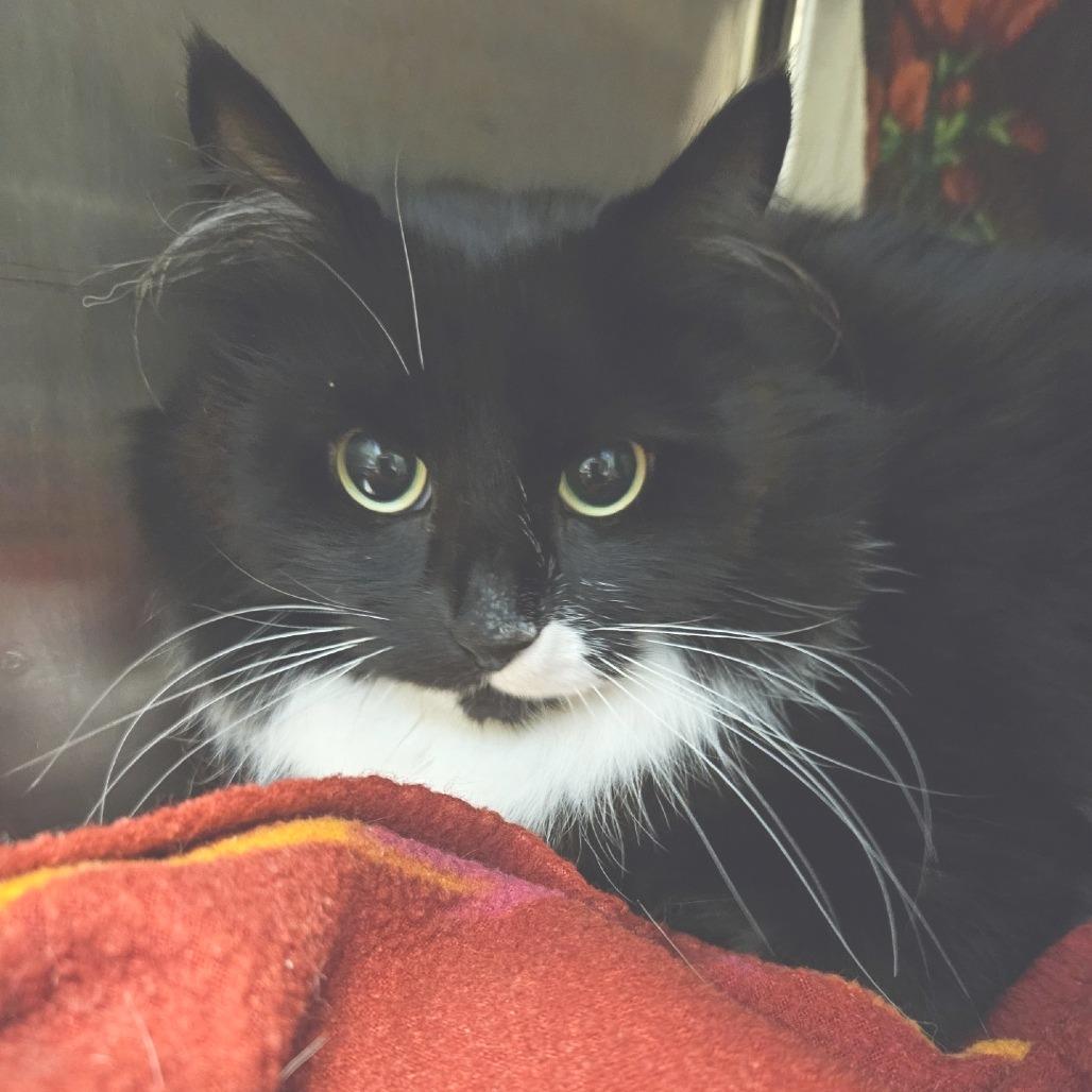 Enlarge Daffy, a Adoptable Domestic Medium Hair in Port Townsend, WA image 1/1