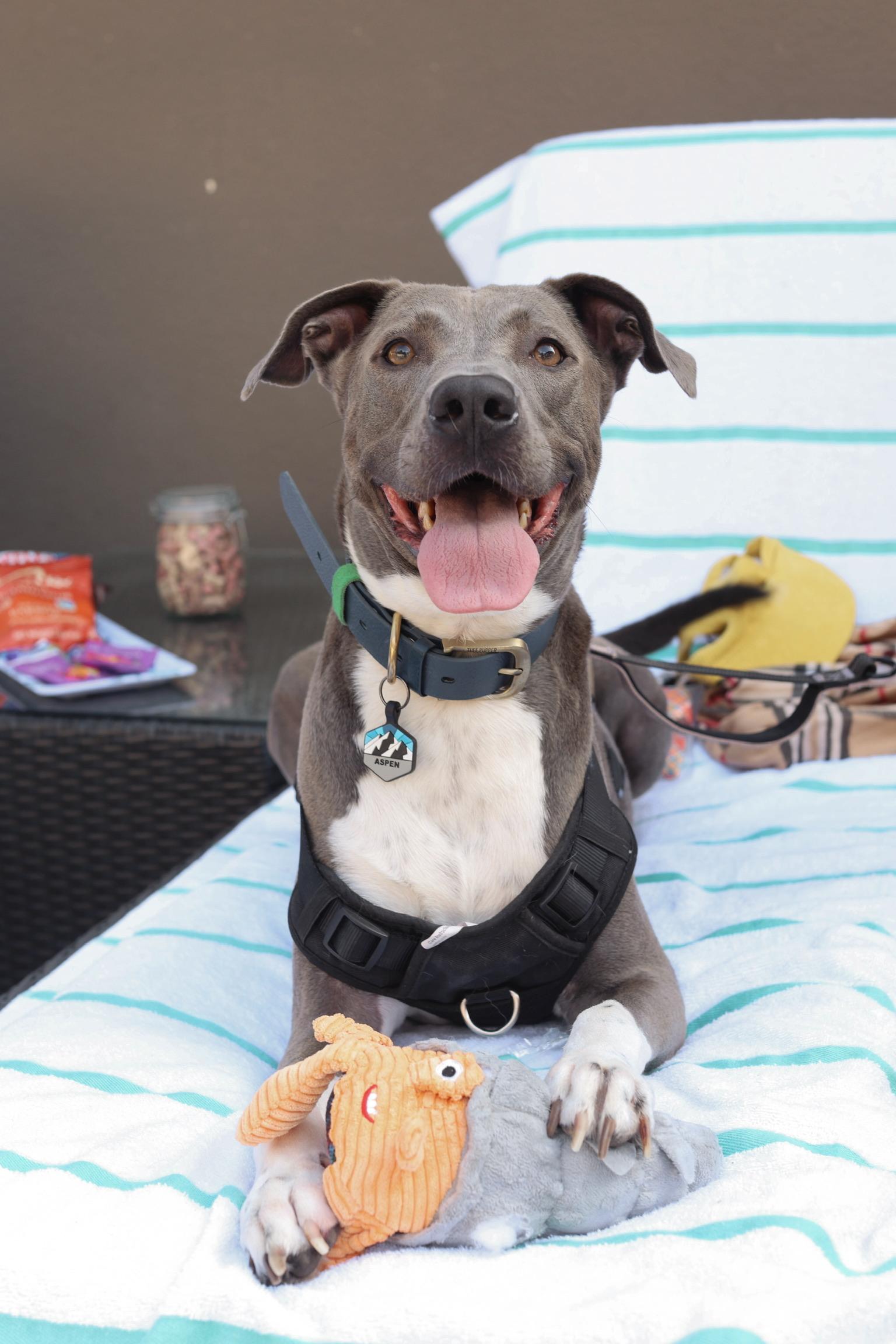 Aspen, a Adoptable American Staffordshire Terrier in santa monica, CA image 4/6