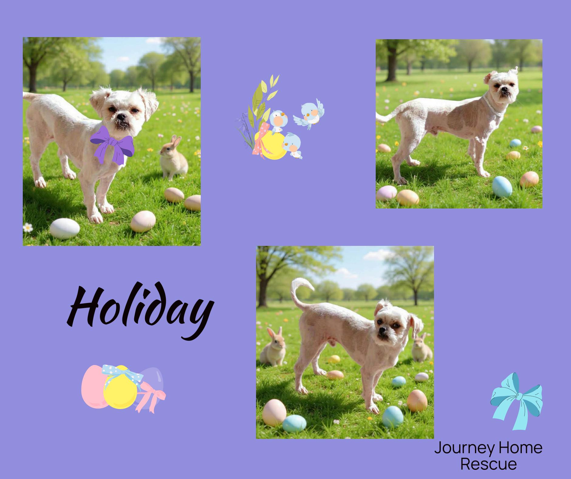 Enlarge Holiday, a ADOPTABLE mixed breed in East Wenatchee, WA image 1/1