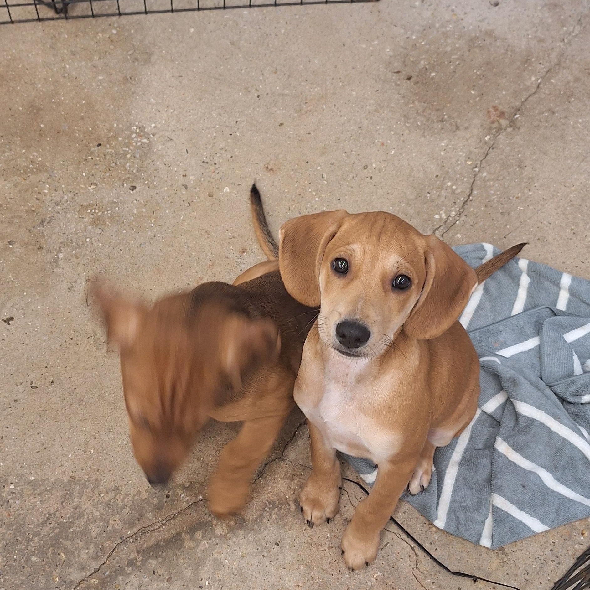 Enlarge Dallas, a Adoptable mixed breed in Mobile , AL image 4/5