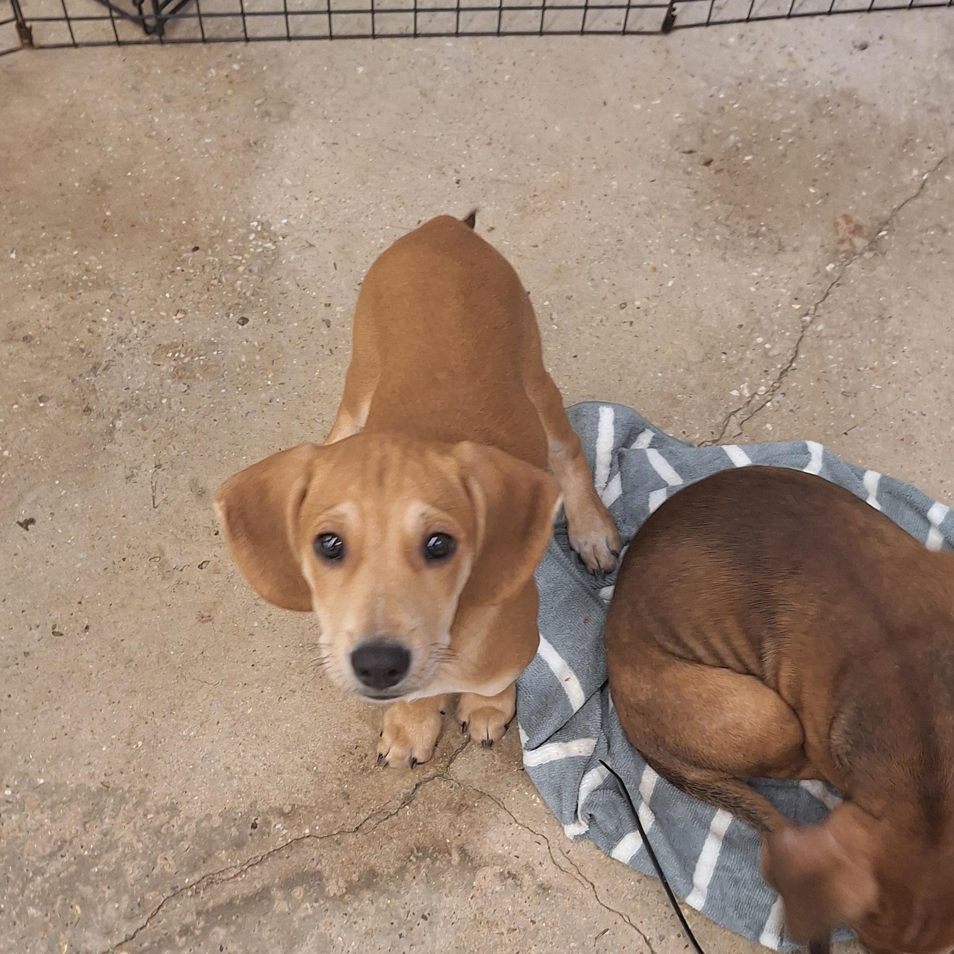 Enlarge Dallas, a Adoptable mixed breed in Mobile , AL image 3/5