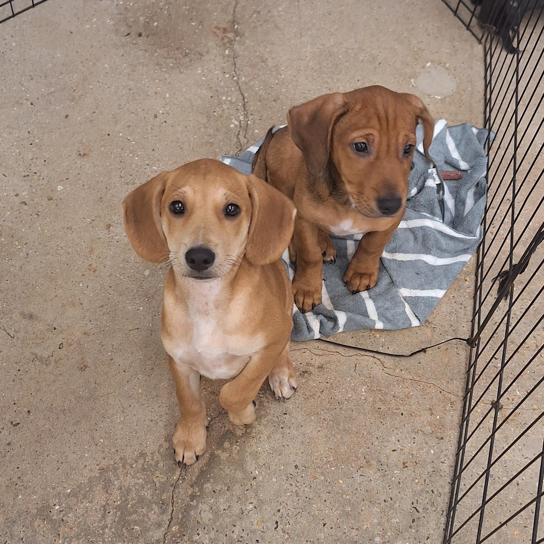 Enlarge Dallas, a Adoptable mixed breed in Mobile , AL image 5/5