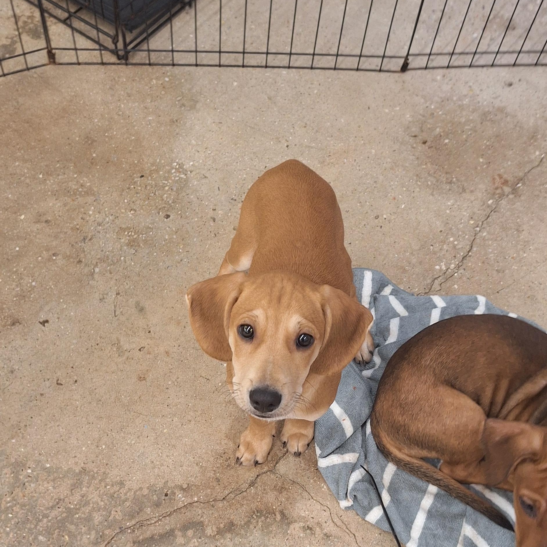 Enlarge Dallas, a Adoptable mixed breed in Mobile , AL image 2/5