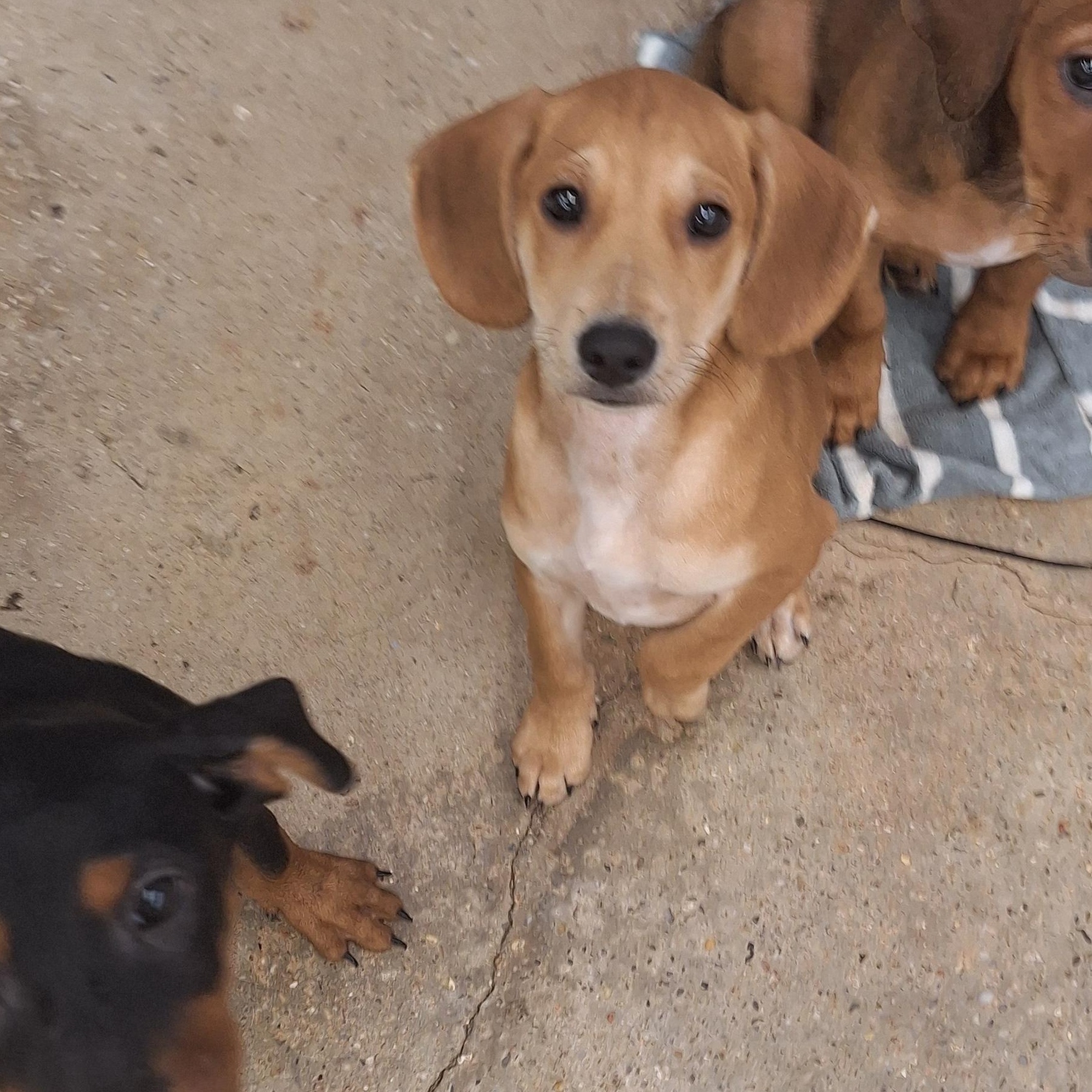 Dallas, Adoptable, Puppy Male Hound.