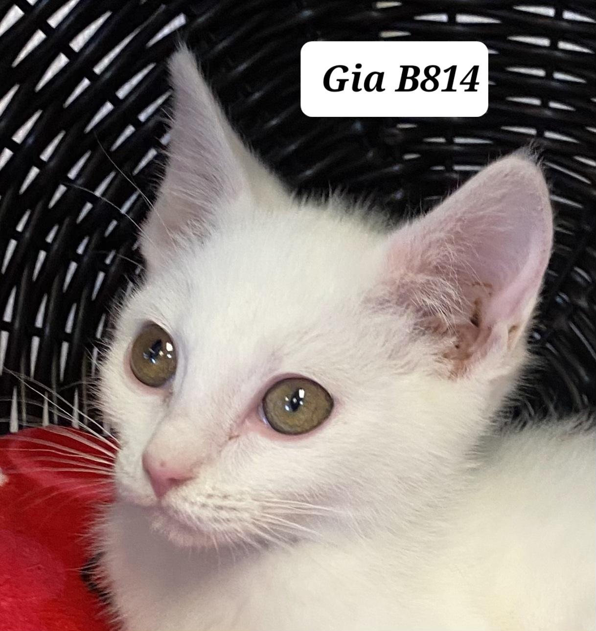 Gia, ADOPTABLE, Kitten Female Domestic Short Hair.