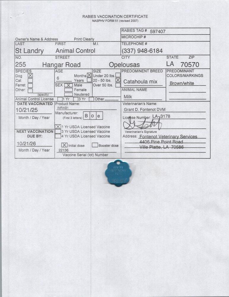 Milk, Adoptable, Puppy Male Catahoula Leopard Dog.