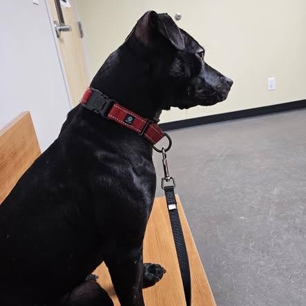 Fidget, a ADOPTABLE mixed breed in Plainfield, NH image 4/4