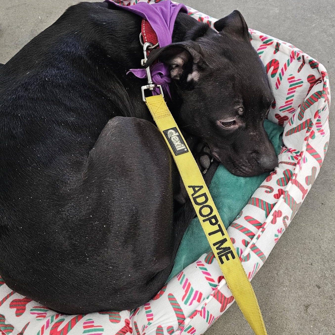 Fidget, a ADOPTABLE mixed breed in Plainfield, NH image 3/4