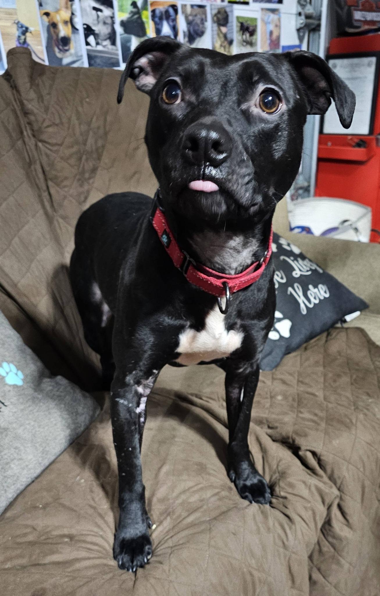 Fidget, a ADOPTABLE mixed breed in Plainfield, NH image 2/4