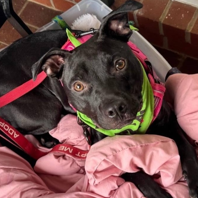 Fidget, a ADOPTABLE mixed breed in Plainfield, NH image 1/4