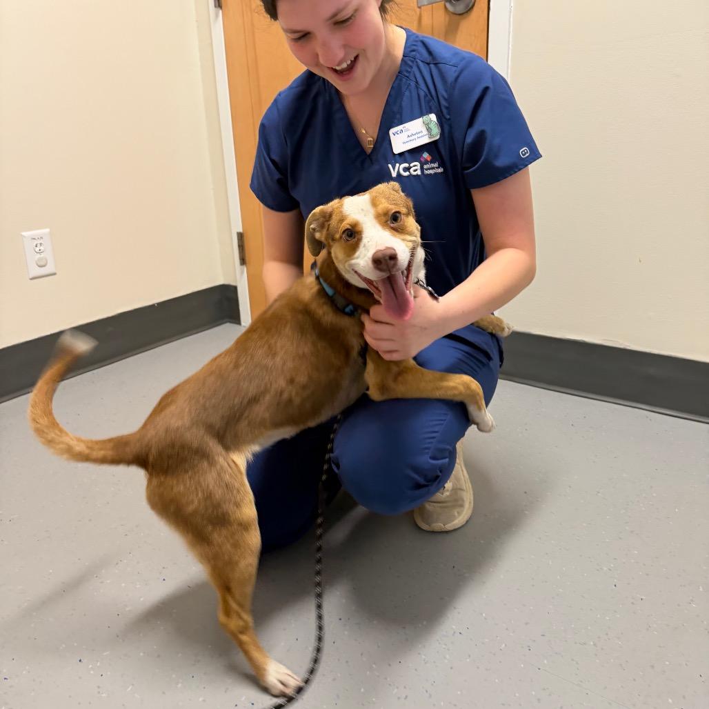 Enlarge Sadie, a Adoptable Mixed Breed in Raleigh, NC image 1/6